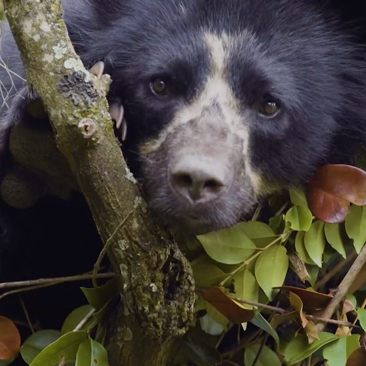 La vida secreta del oso de anteojos